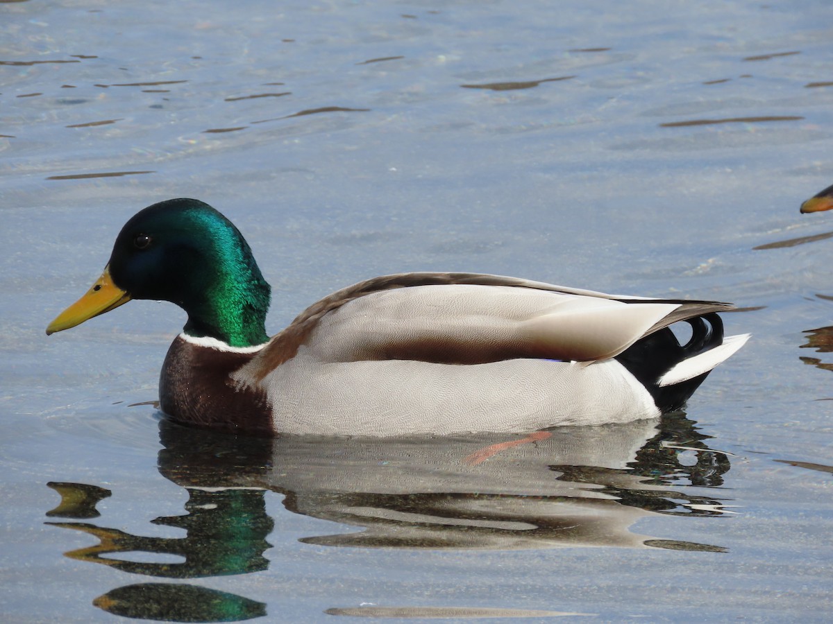 Canard colvert - ML616312549