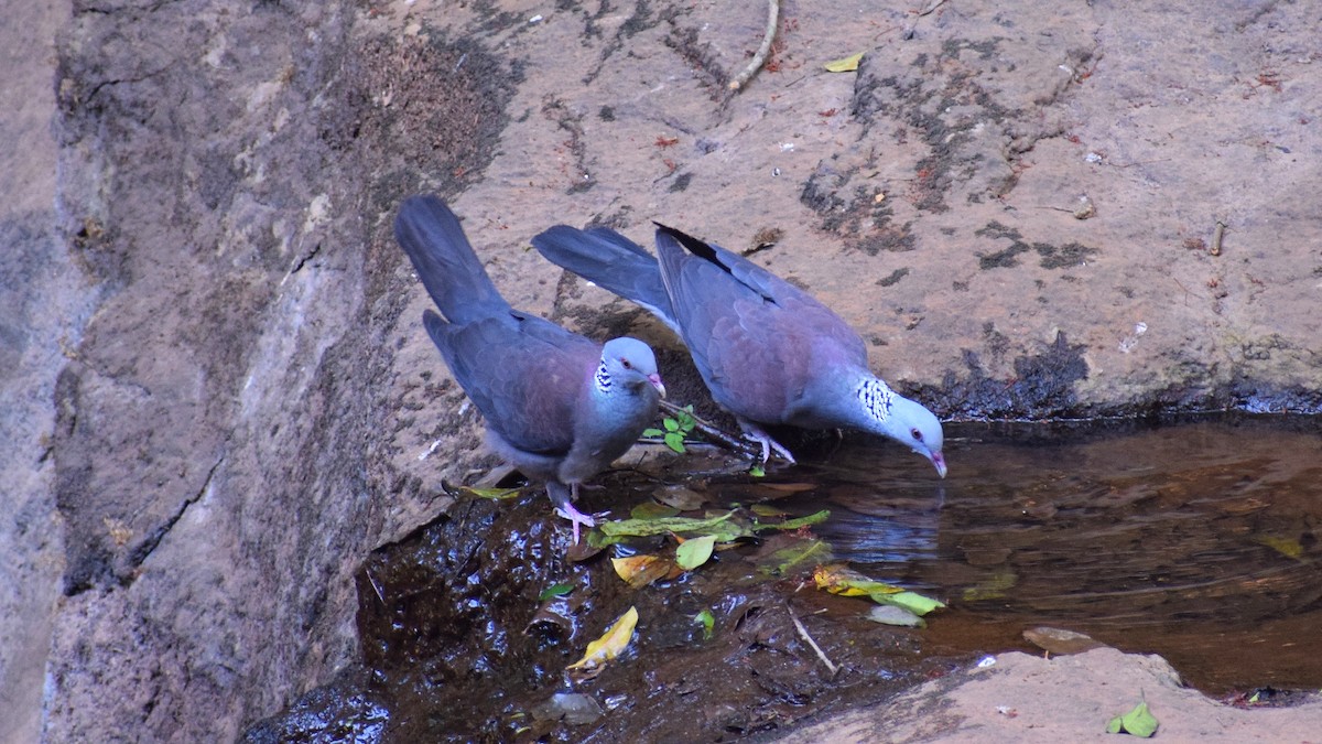 Nilgiri Wood-Pigeon - ML616312552