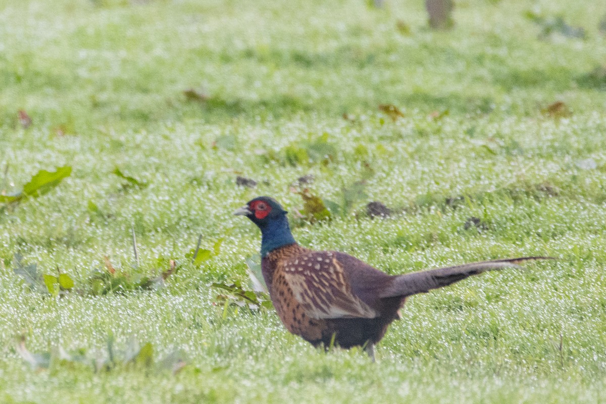 Ring-necked Pheasant - ML616312566