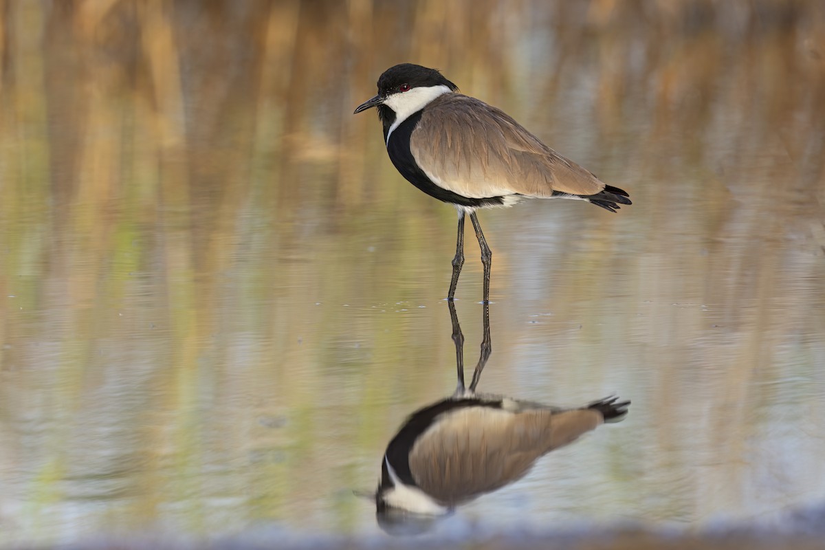 Spur-winged Lapwing - Marco Valentini