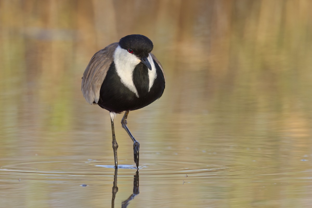 Spur-winged Lapwing - ML616312568