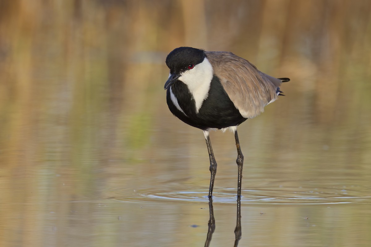 Spur-winged Lapwing - ML616312569