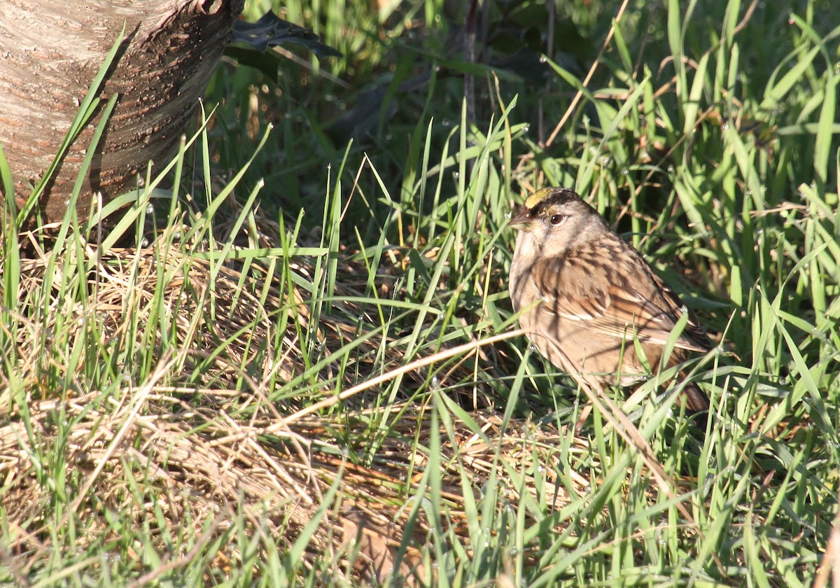 Golden-crowned Sparrow - ML616312592