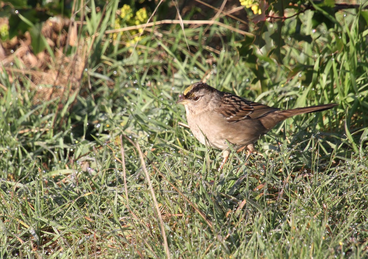 Golden-crowned Sparrow - ML616312603
