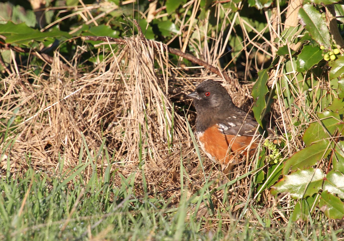 Spotted Towhee - ML616312625