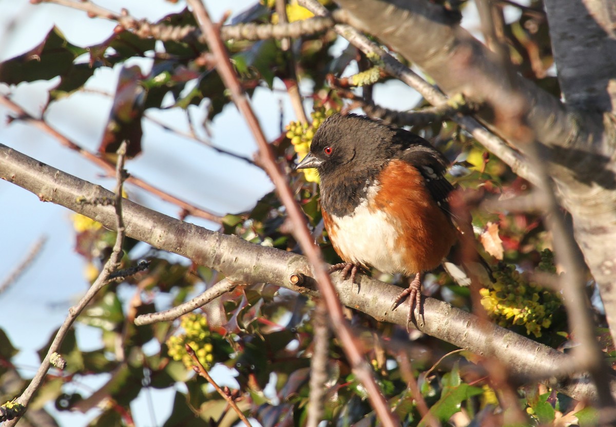 Spotted Towhee - ML616312641