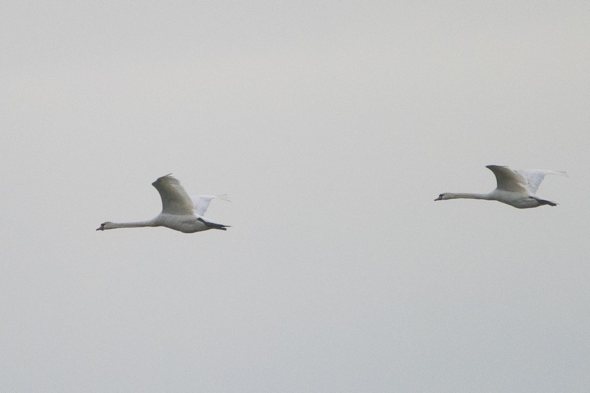Mute Swan - ML616312645