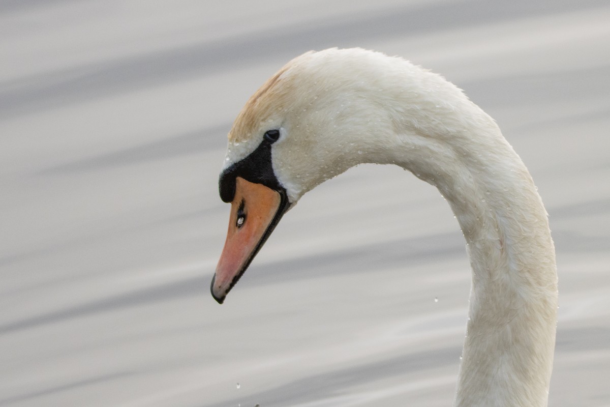 Mute Swan - ML616312646