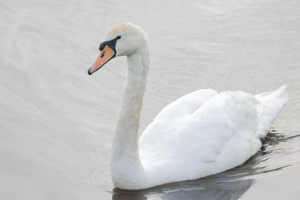 Mute Swan - ML616312647