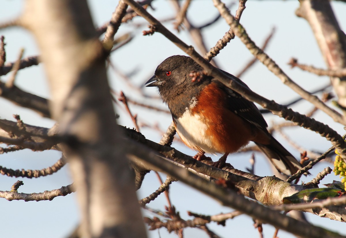 Spotted Towhee - ML616312648