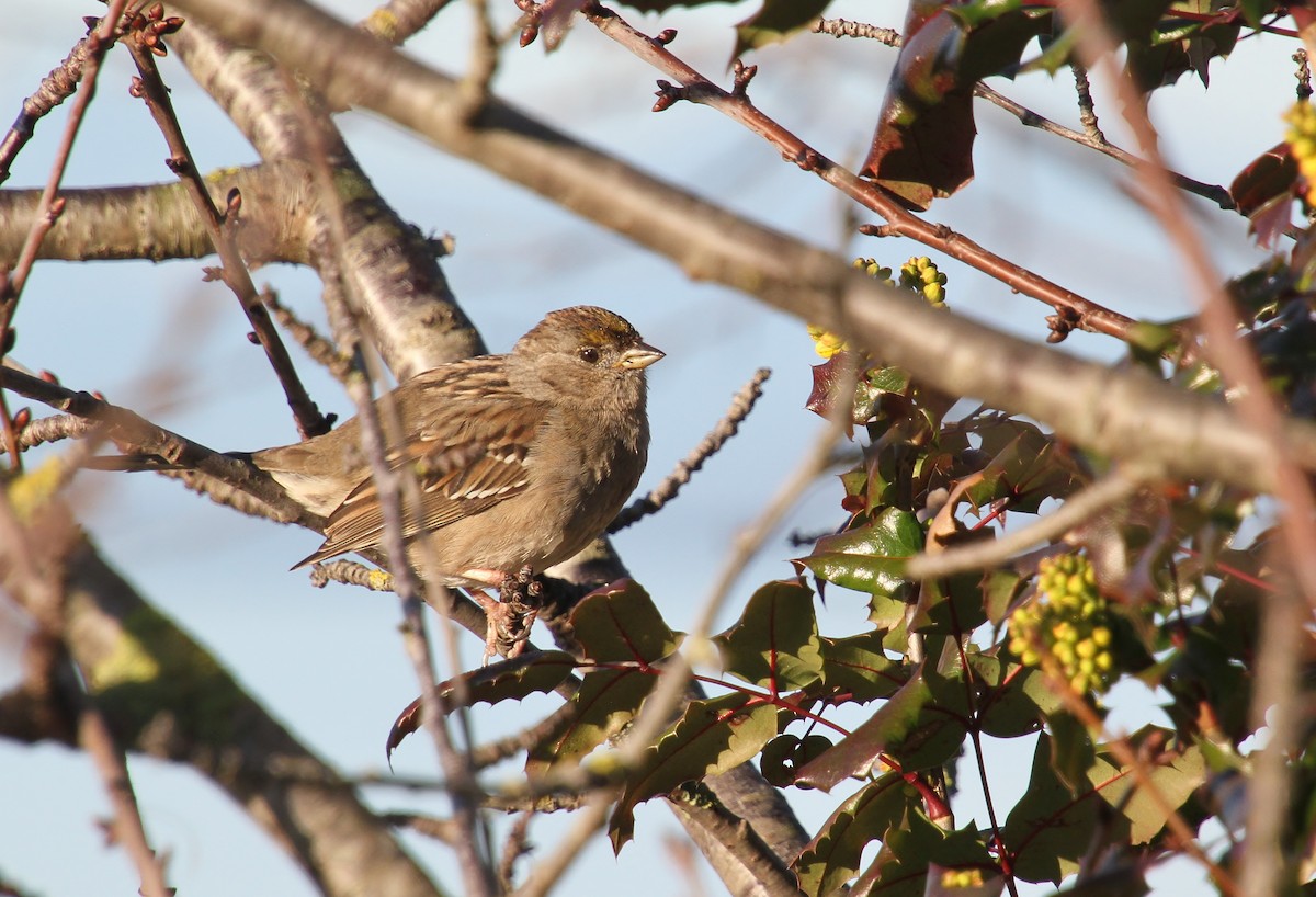 Golden-crowned Sparrow - ML616312671
