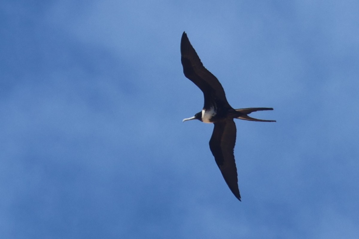 Magnificent Frigatebird - ML616312672