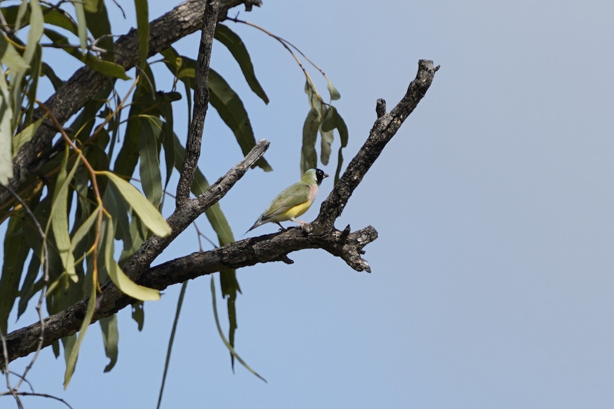 Gouldian Finch - ML616312698