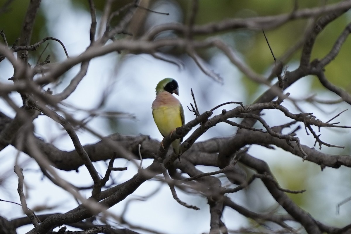 Gouldian Finch - Joshua Moody