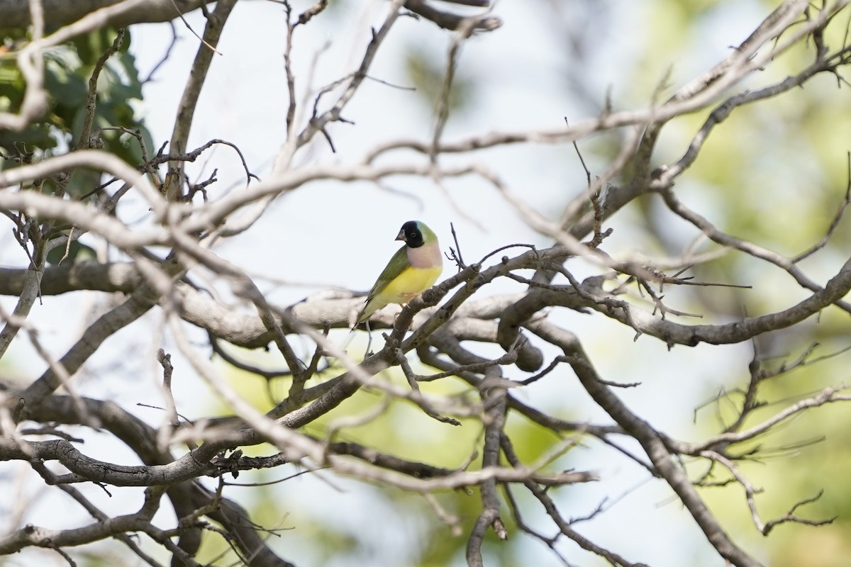 Gouldian Finch - Joshua Moody