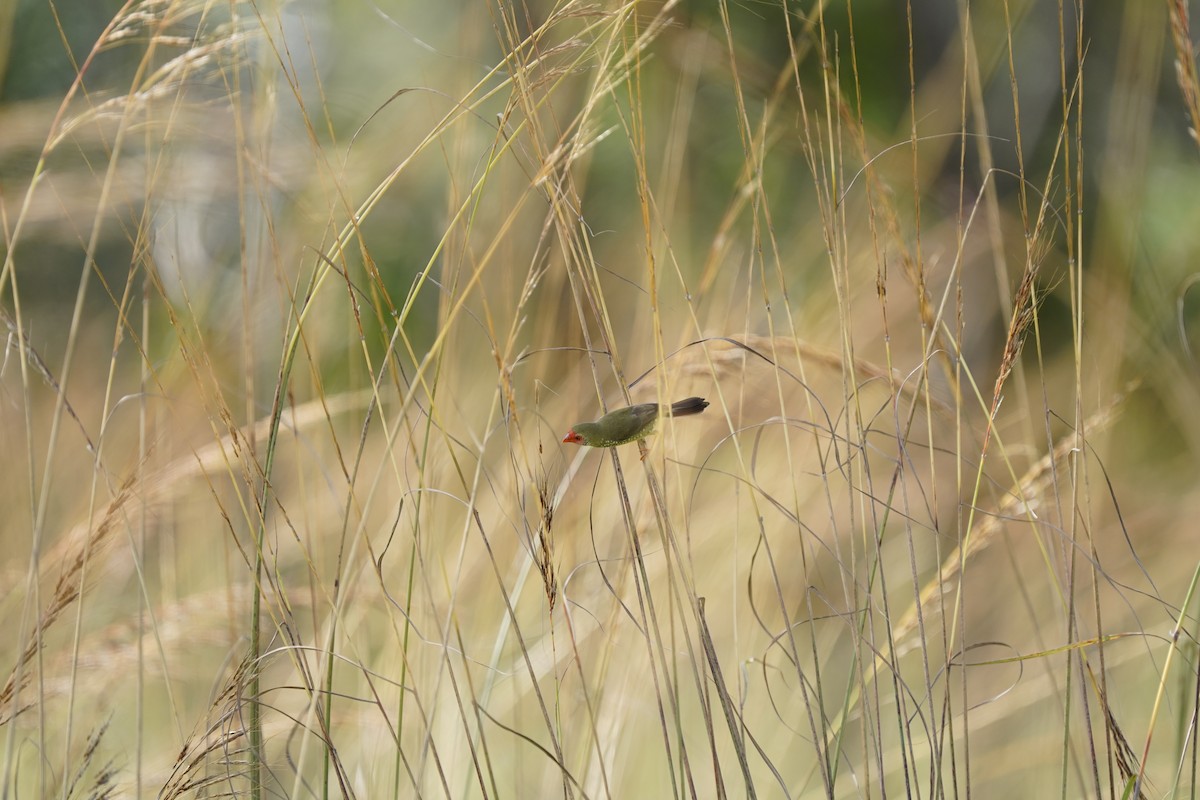 Star Finch - ML616312710