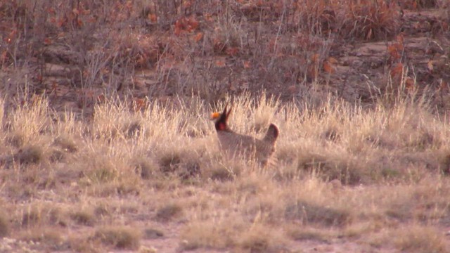 ヒメソウゲンライチョウ - ML616312733