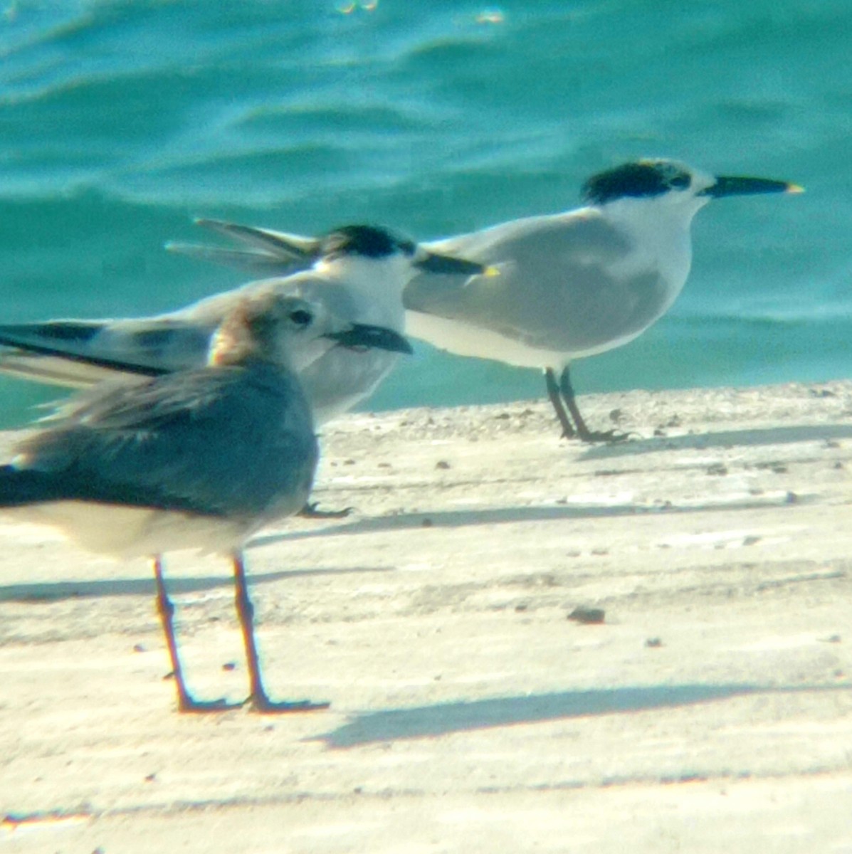 Sandwich Tern - ML616312752