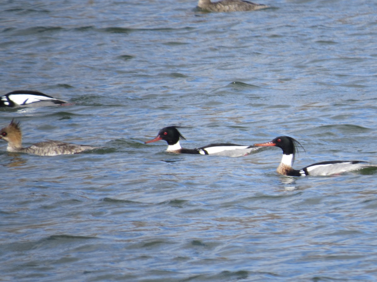 Red-breasted Merganser - ML616312780