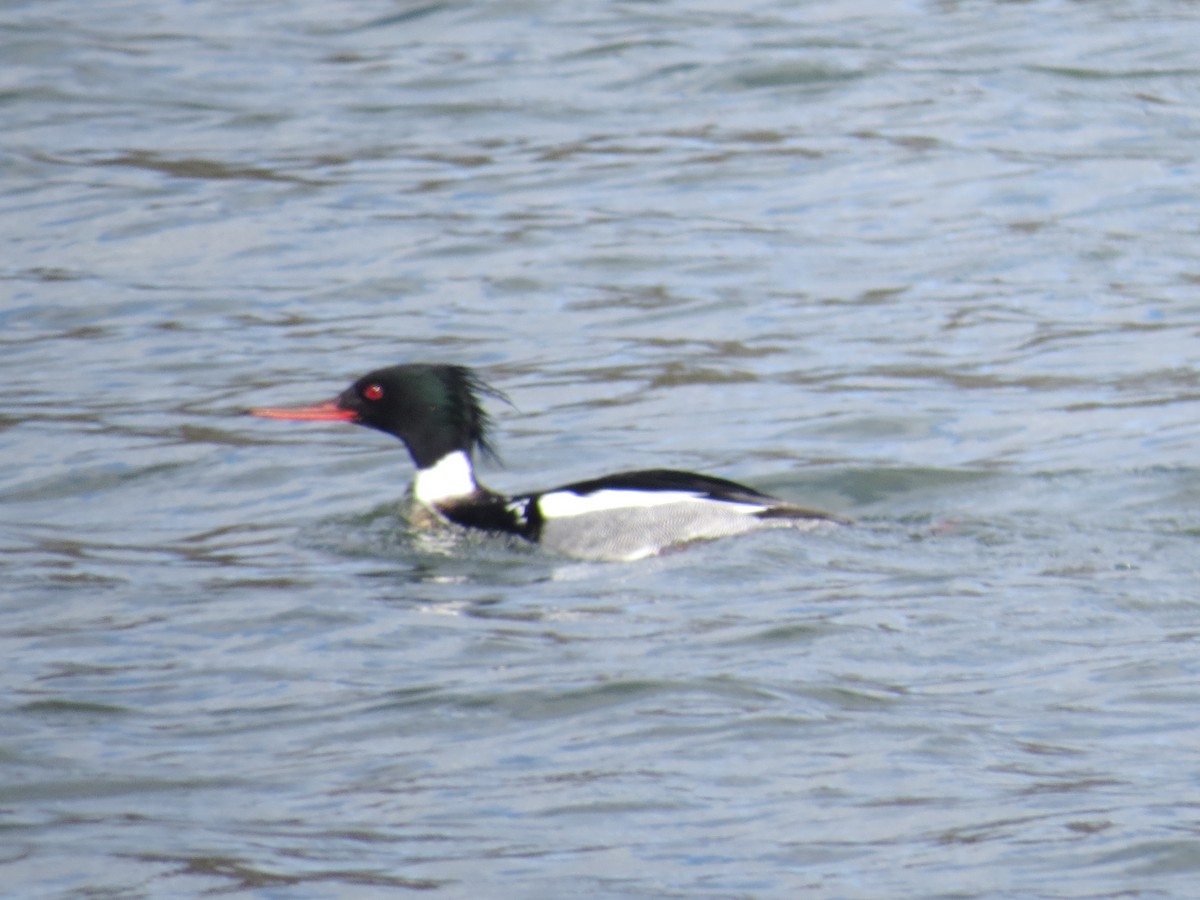 Red-breasted Merganser - ML616312815