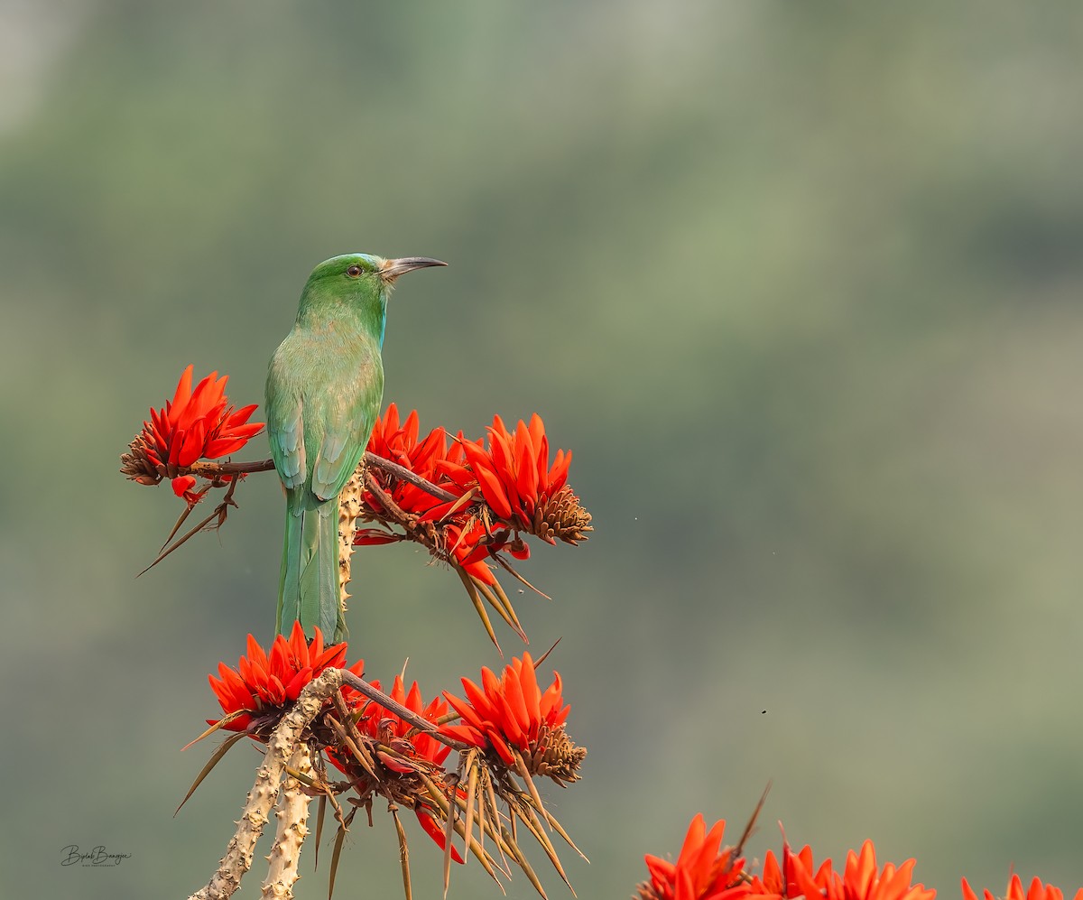 Blue-bearded Bee-eater - ML616312838