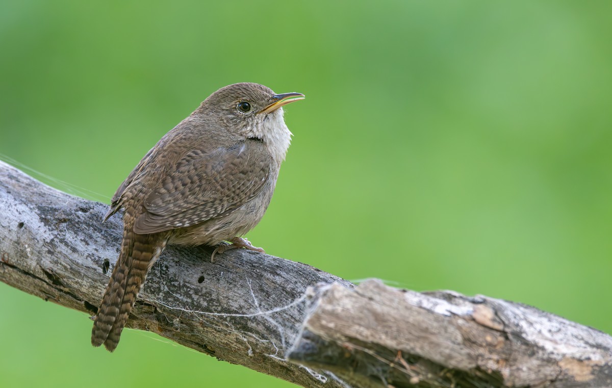 Northern House Wren - ML616312854