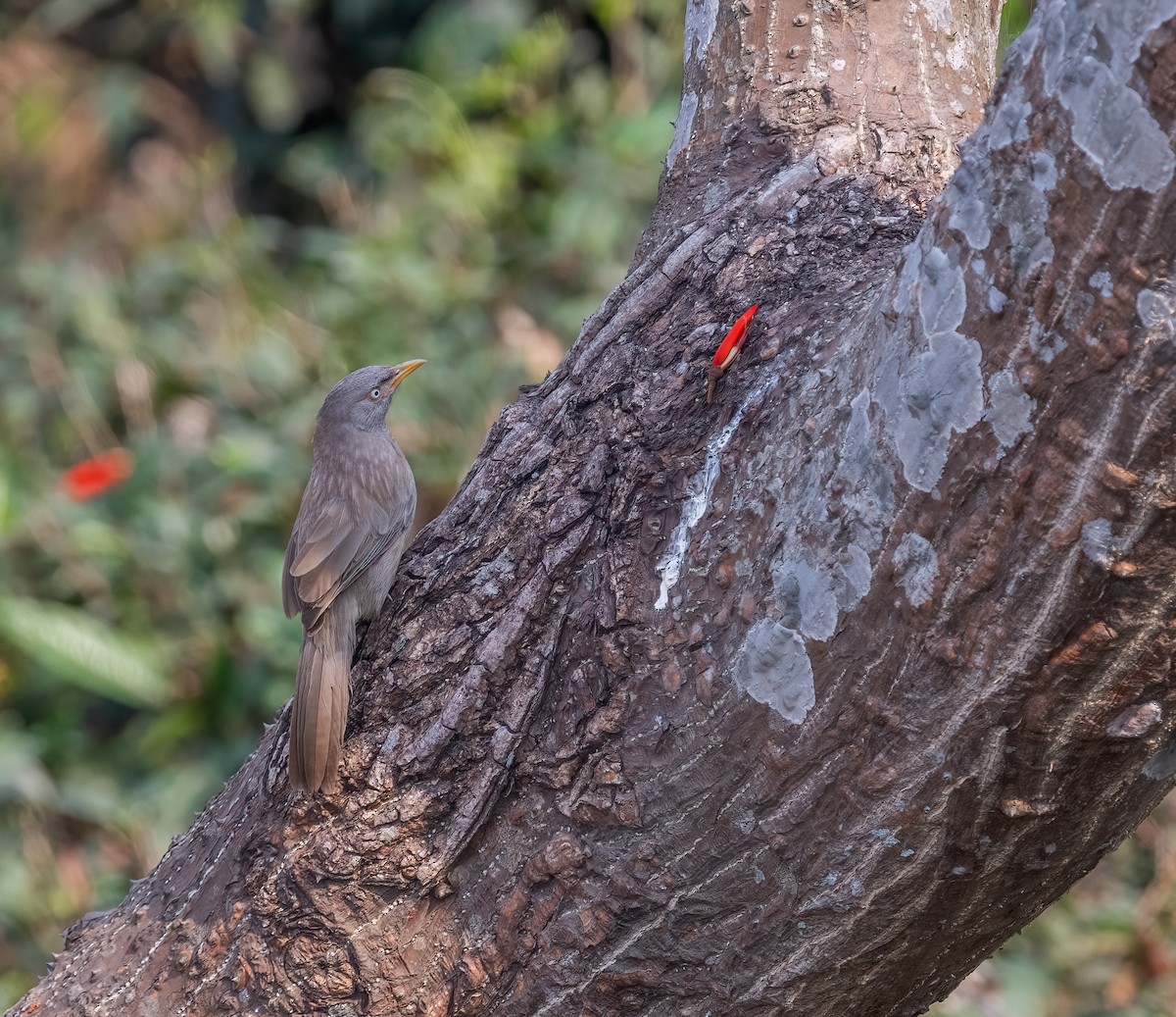 Jungle Babbler - ML616312913