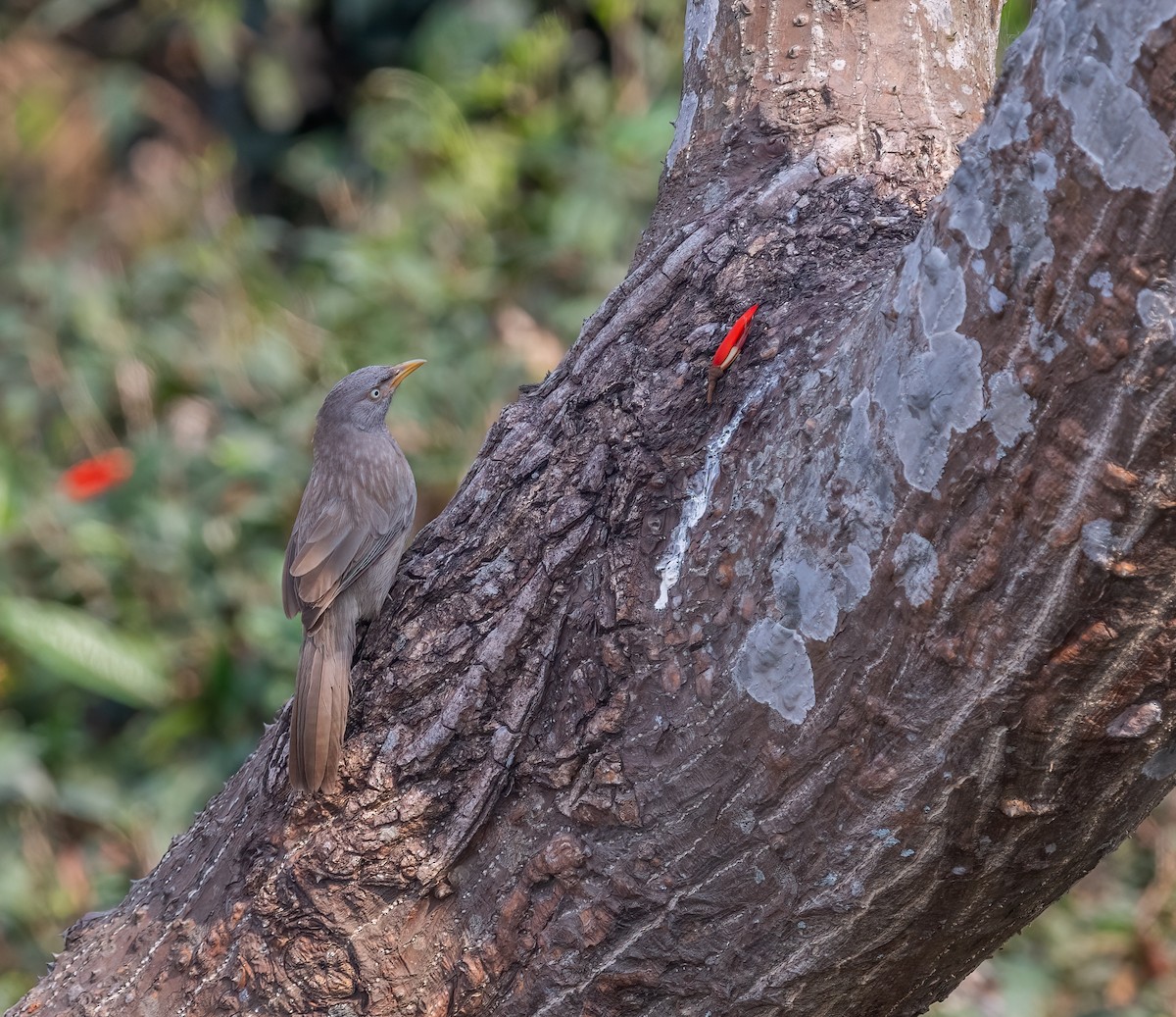 Jungle Babbler - ML616312913