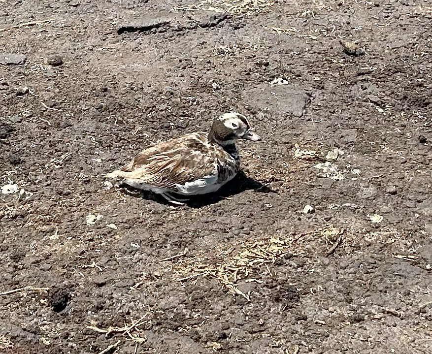 長尾鴨 - ML616312923