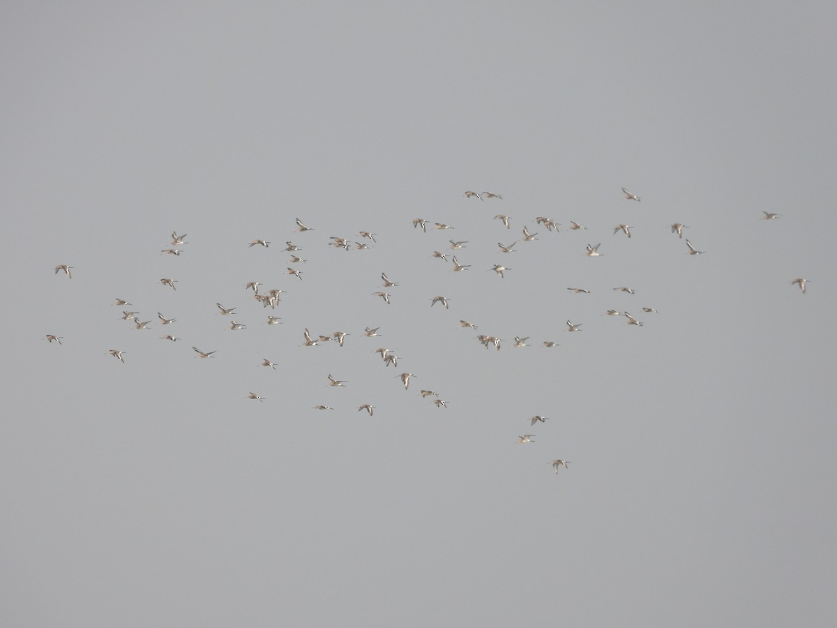 Black-tailed Godwit - ML616313001