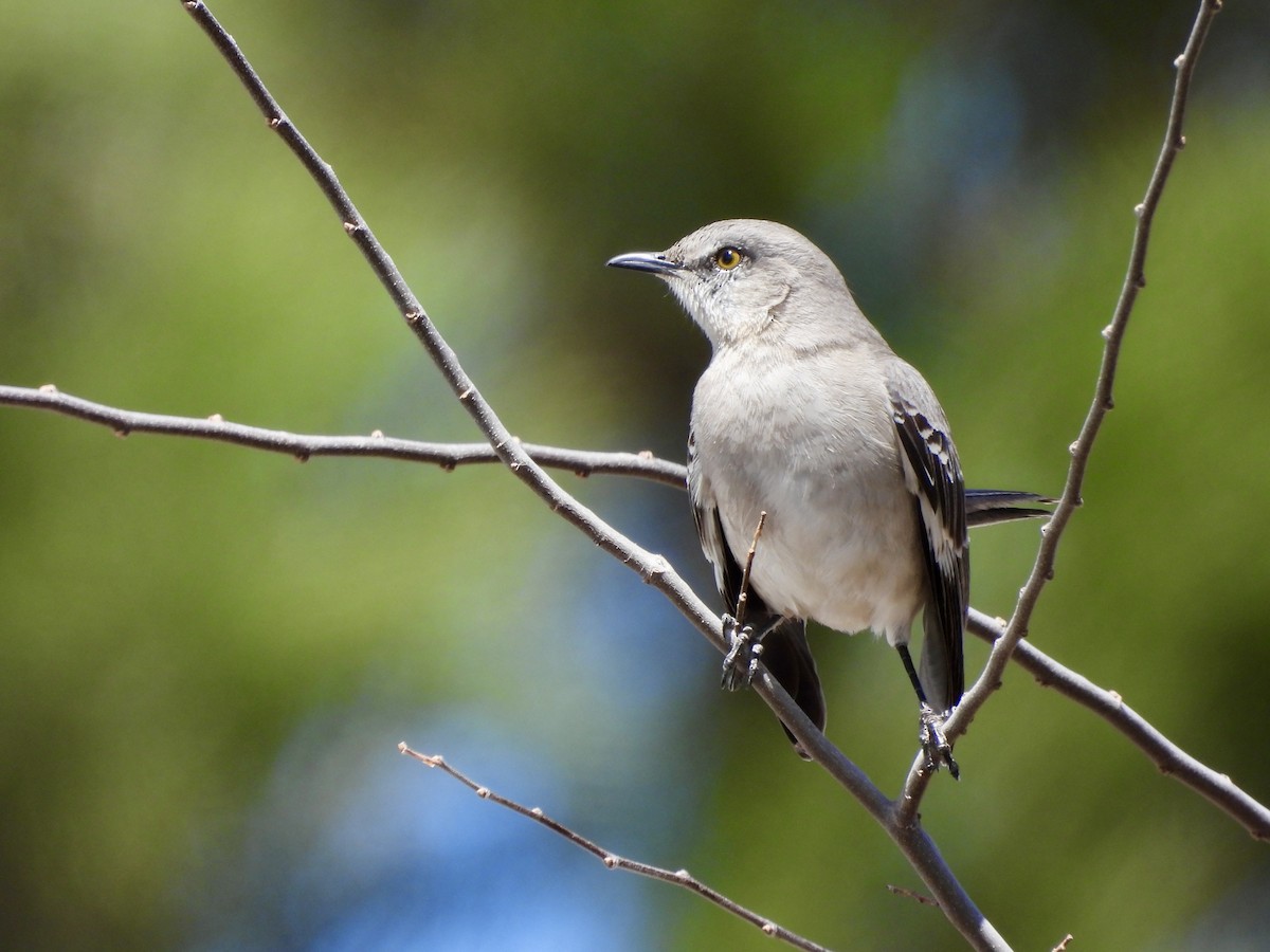 Northern Mockingbird - ML616313016