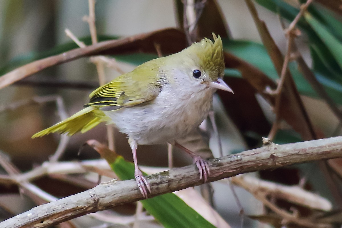 Yuhina Ventriblanca - ML616313023