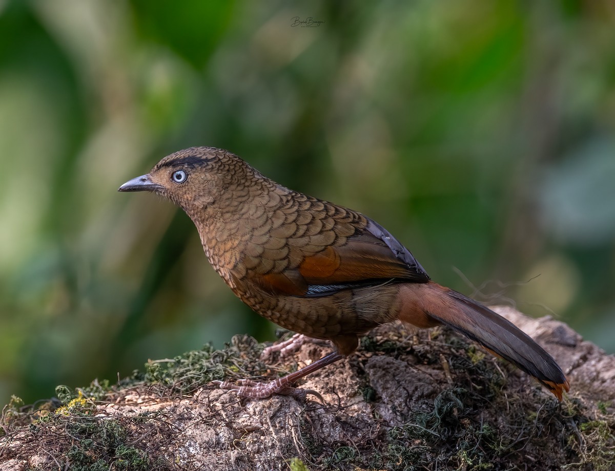 Blue-winged Laughingthrush - ML616313040