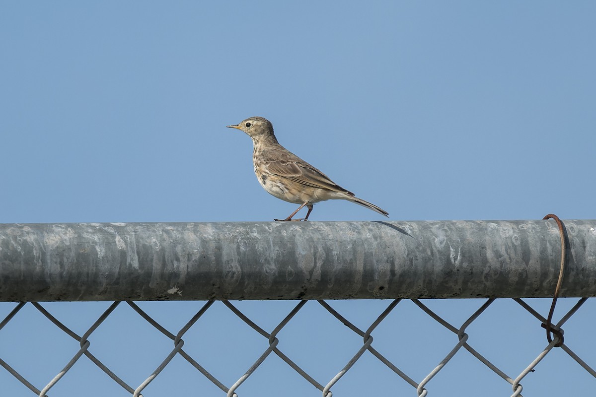 American Pipit - ML616313056