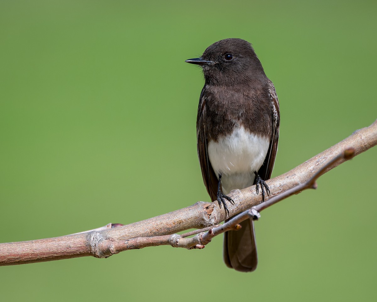 Black Phoebe - ML616313061