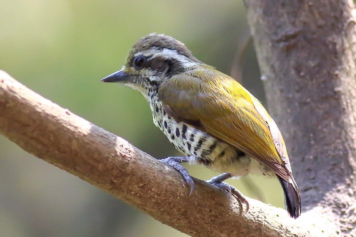 Speckled Piculet - ML616313064