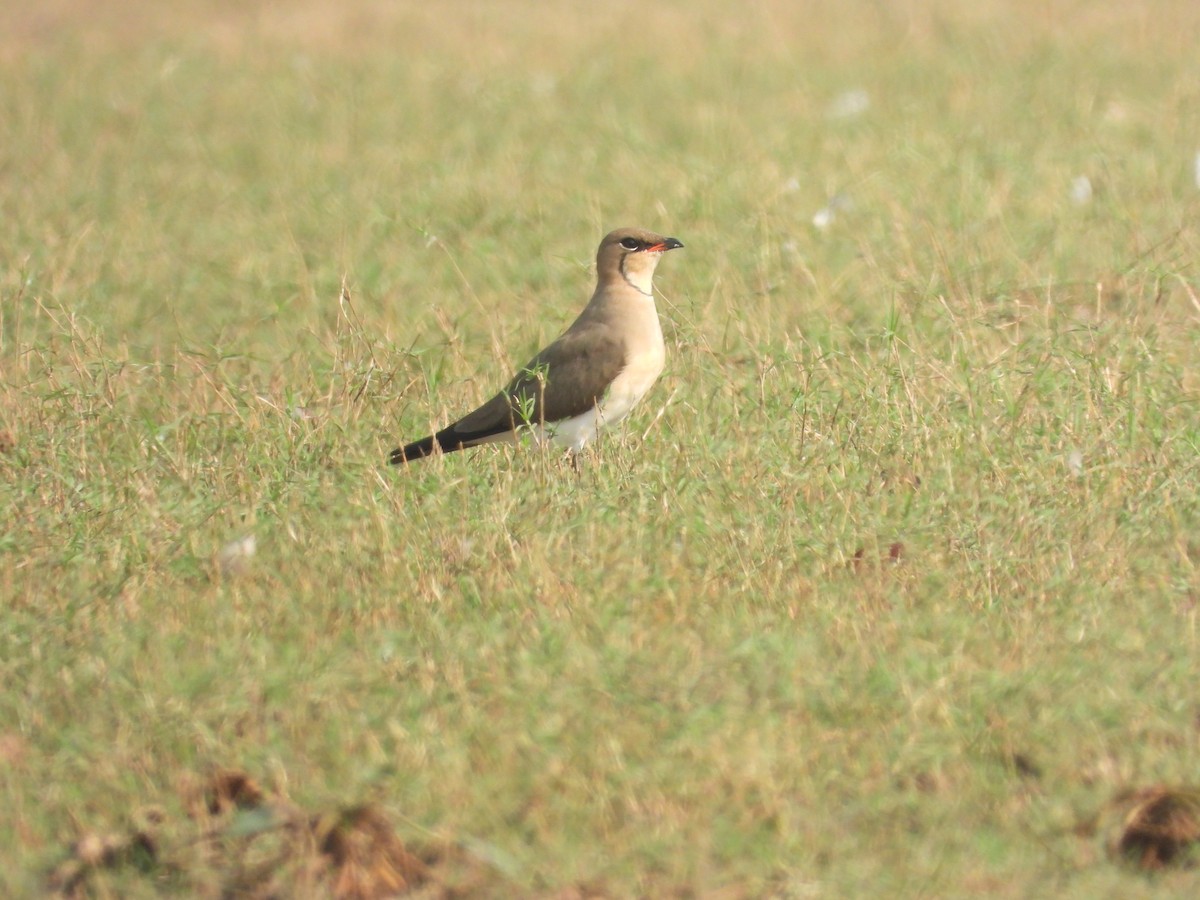 Collared Pratincole - ML616313071