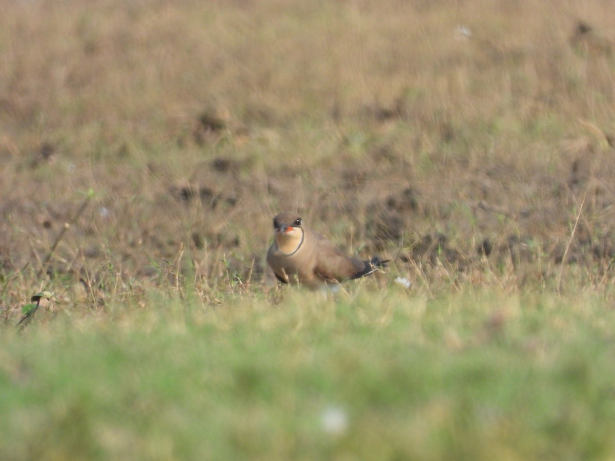 Collared Pratincole - ML616313092