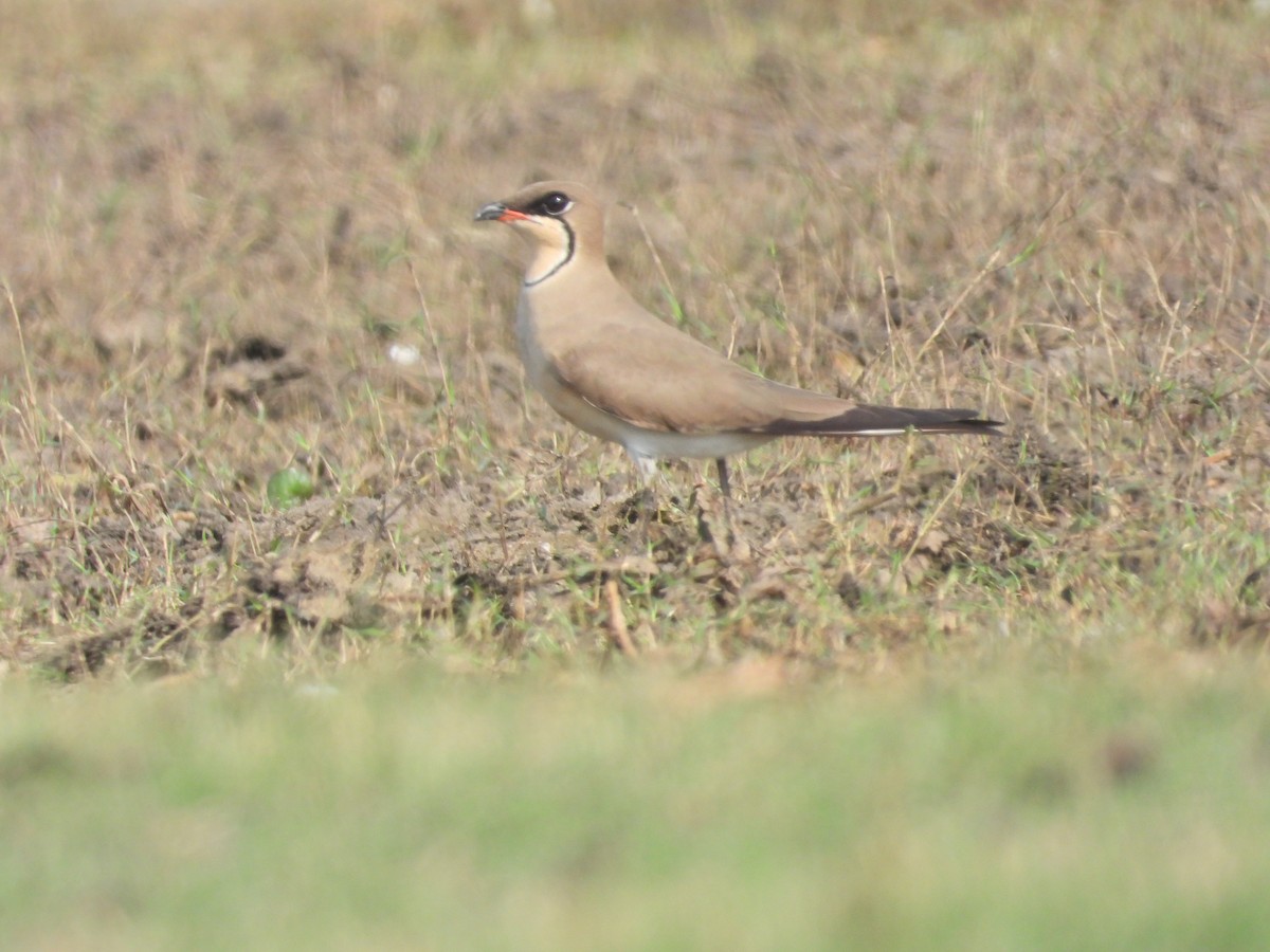 Collared Pratincole - ML616313113