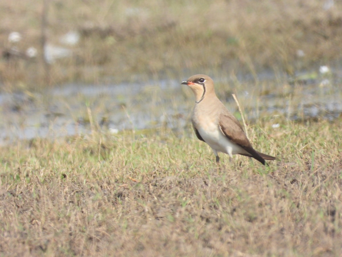 Collared Pratincole - ML616313122