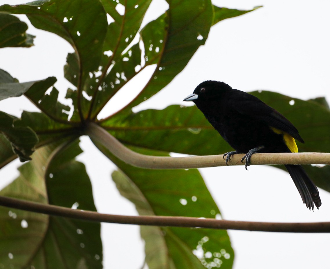 Flame-rumped Tanager - Daniel Yepes