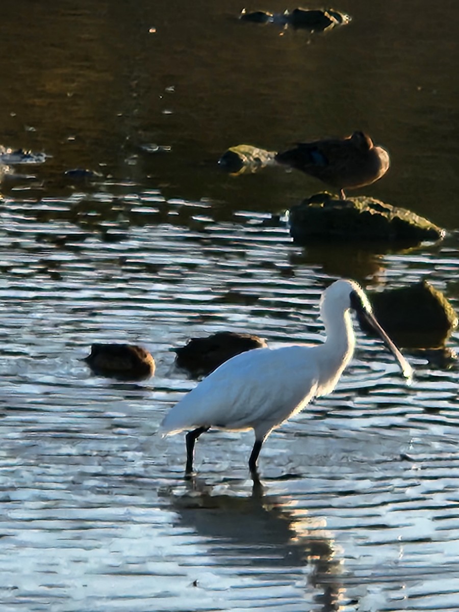 Royal Spoonbill - Alison Zerafa