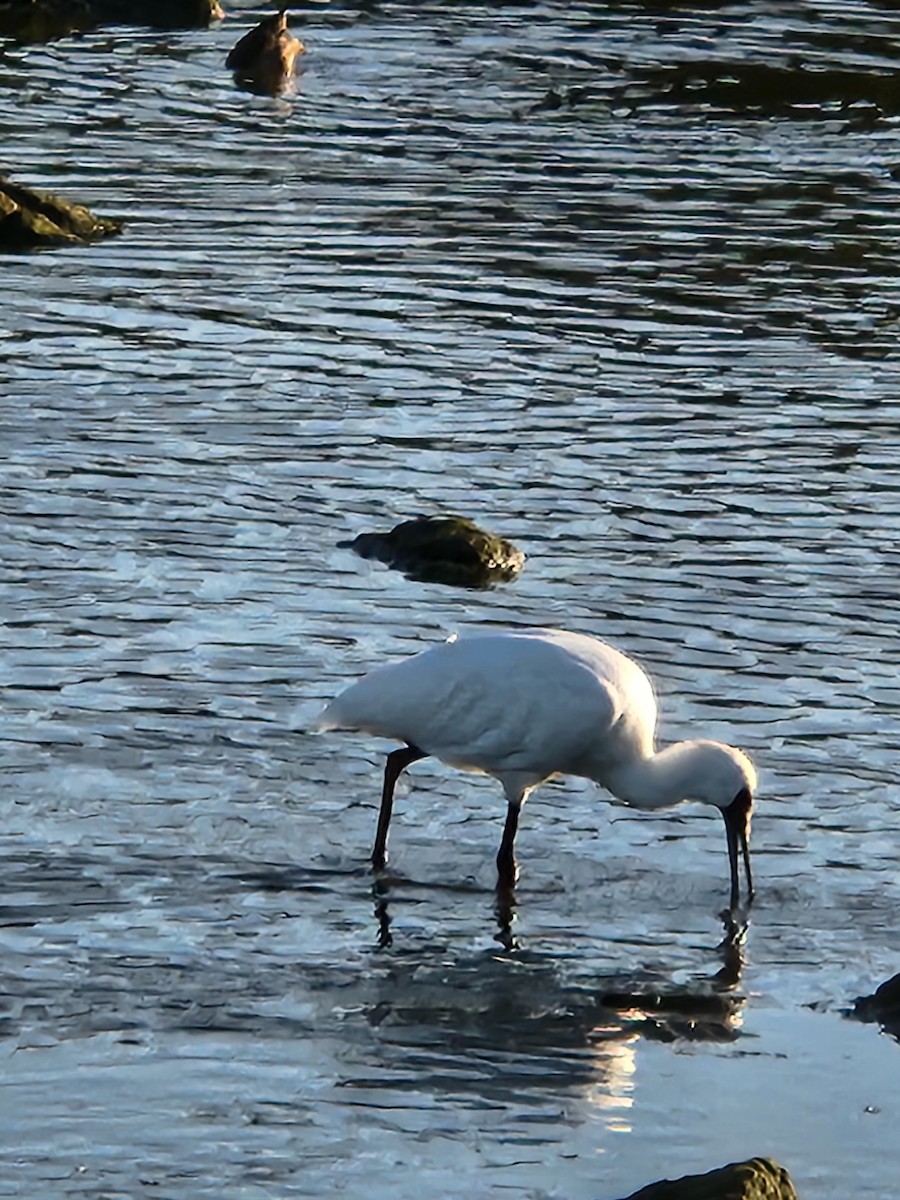 Royal Spoonbill - Alison Zerafa