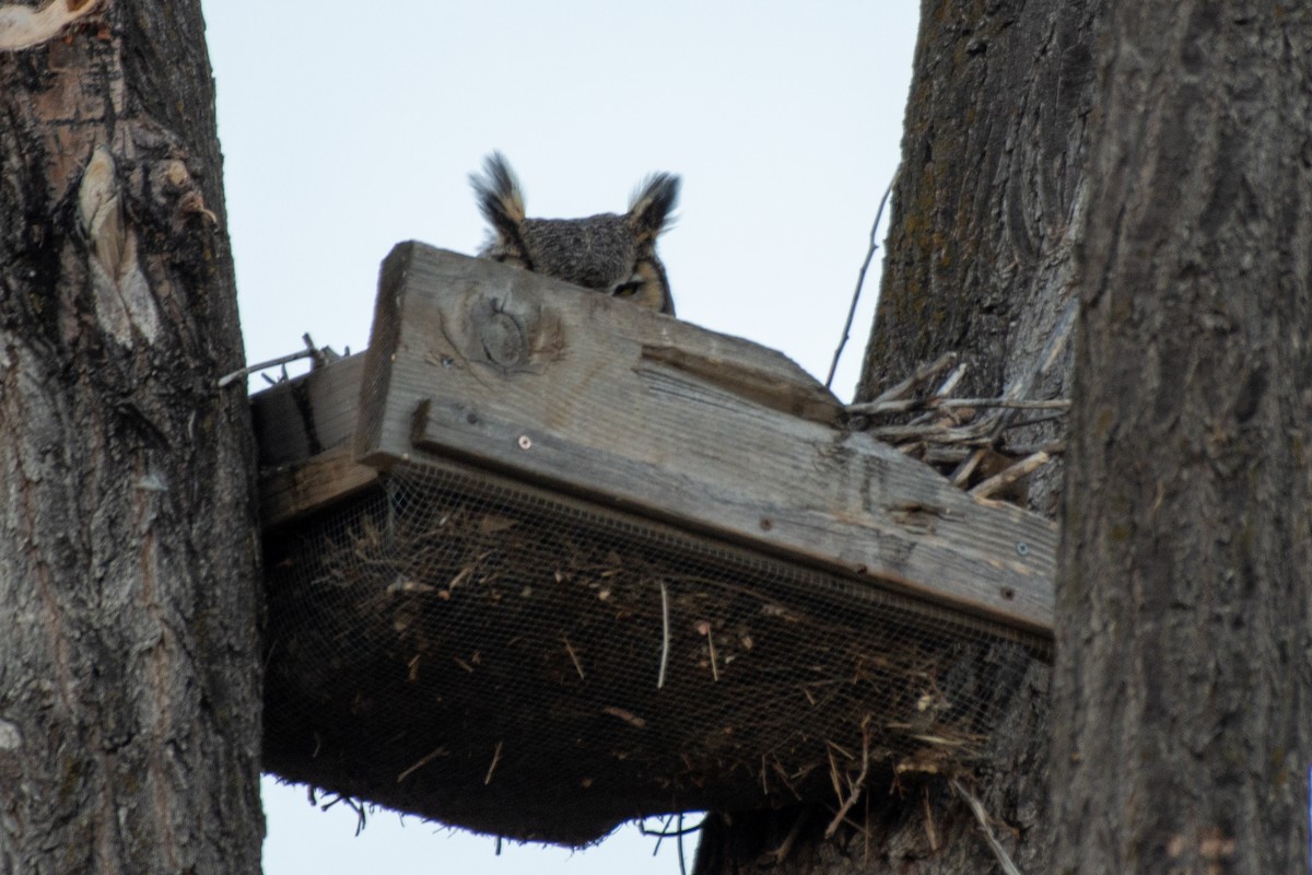 Great Horned Owl - tara lemezis