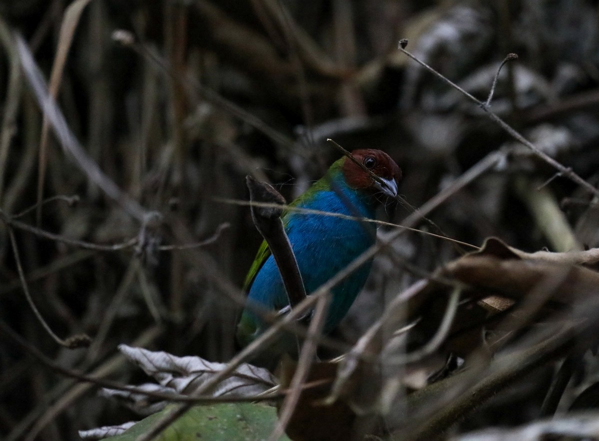 Bay-headed Tanager - Daniel Yepes