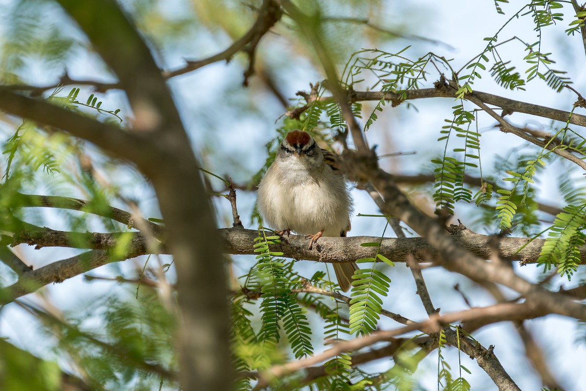 Chipping Sparrow - ML616313166