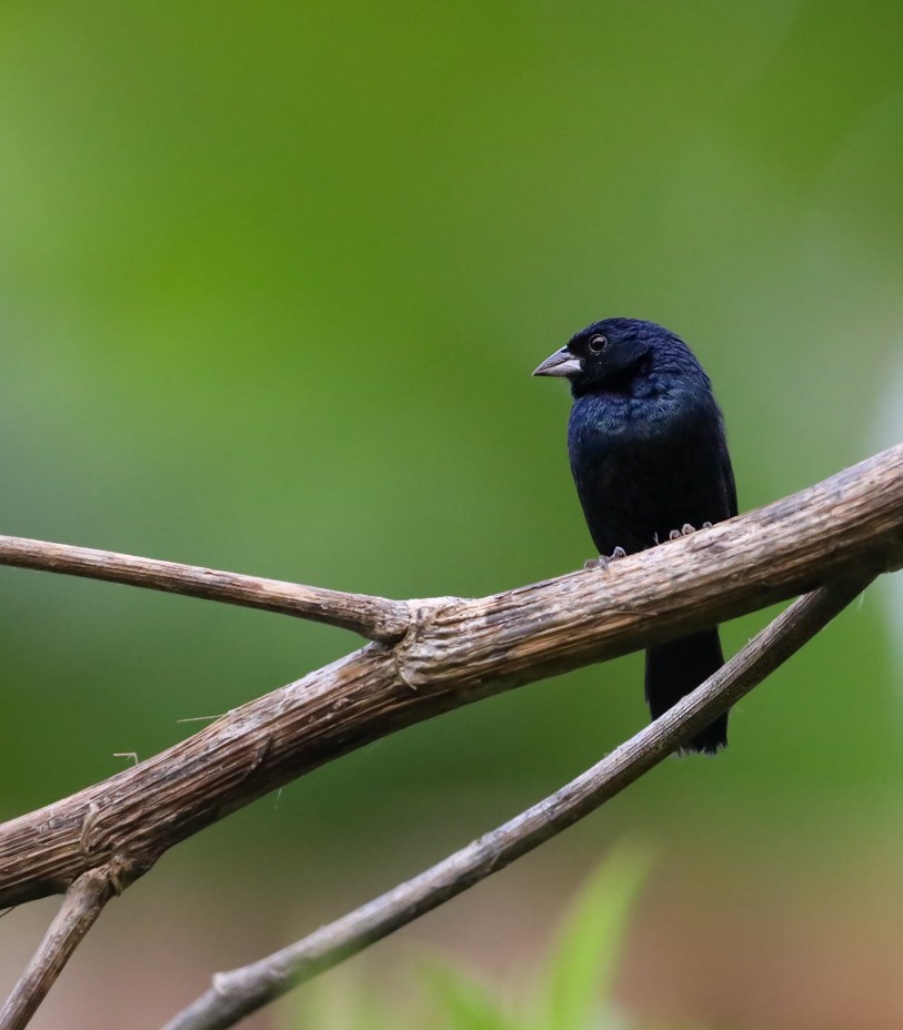 Blue-black Grassquit - Daniel Yepes