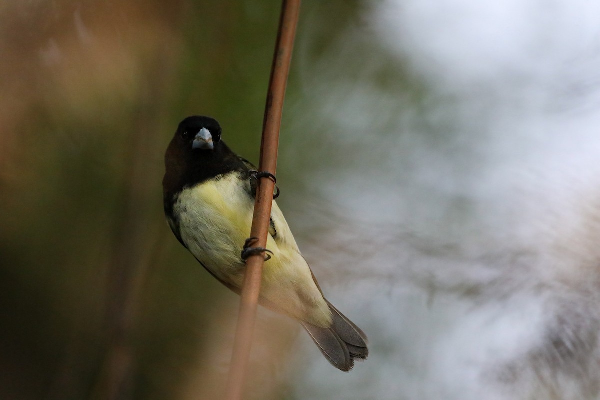 Yellow-bellied Seedeater - Daniel Yepes