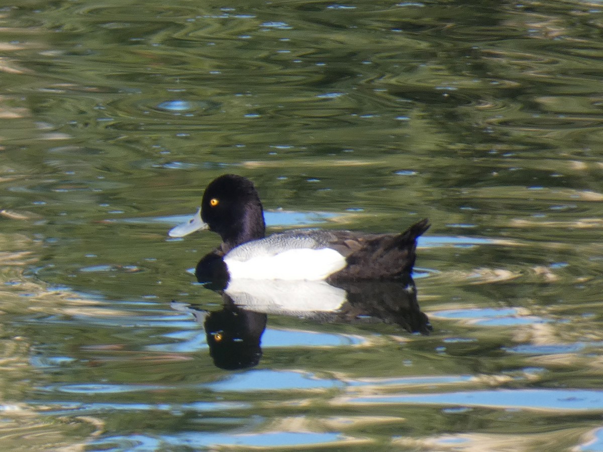 Lesser Scaup - Jake Turin