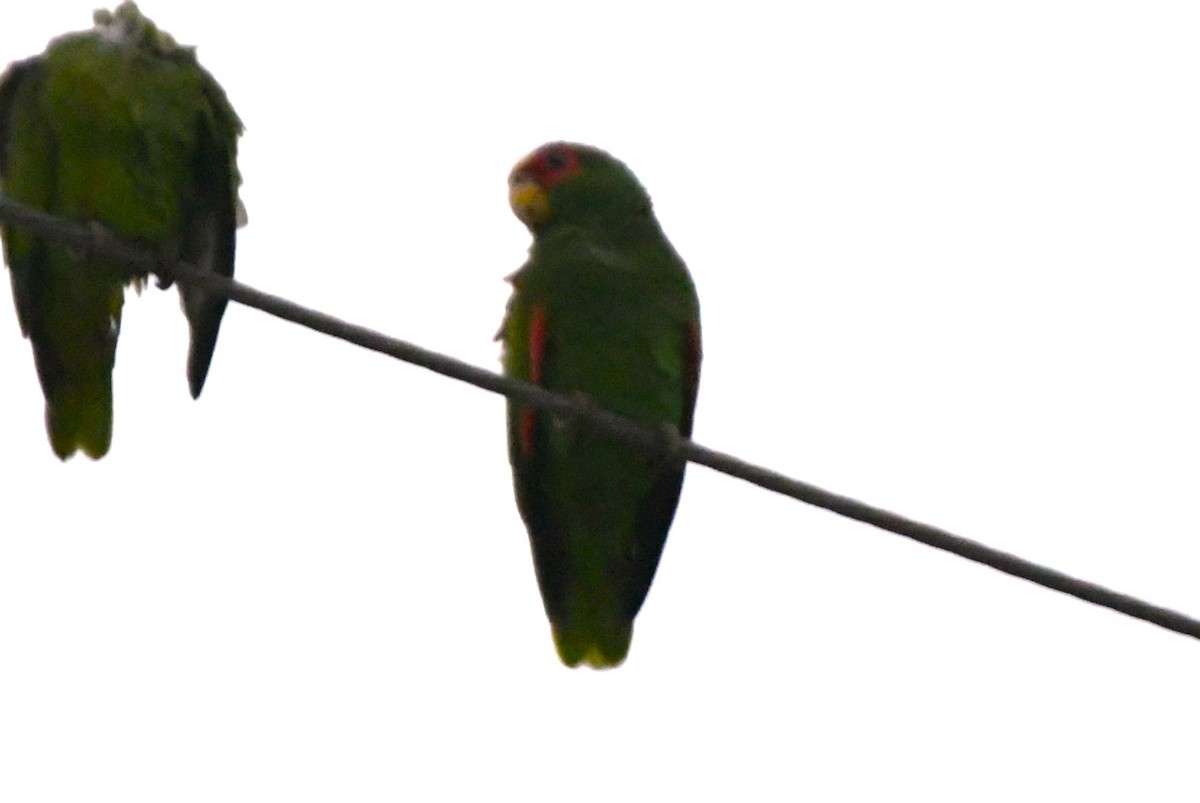 Red-lored Parrot - ML616313219